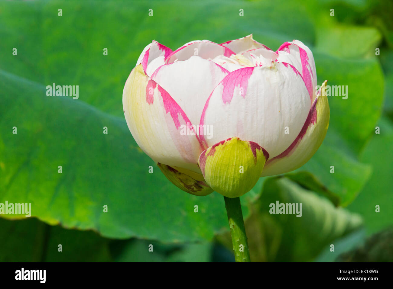 Fleur de Lotus, Japon Banque D'Images