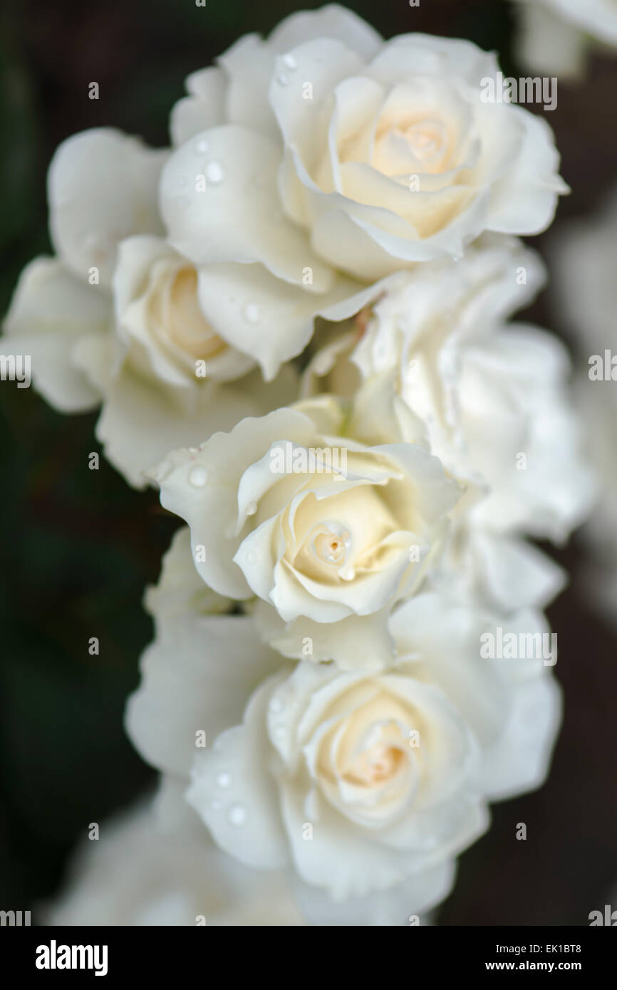 White Rose japonais Shinju-gai Banque D'Images