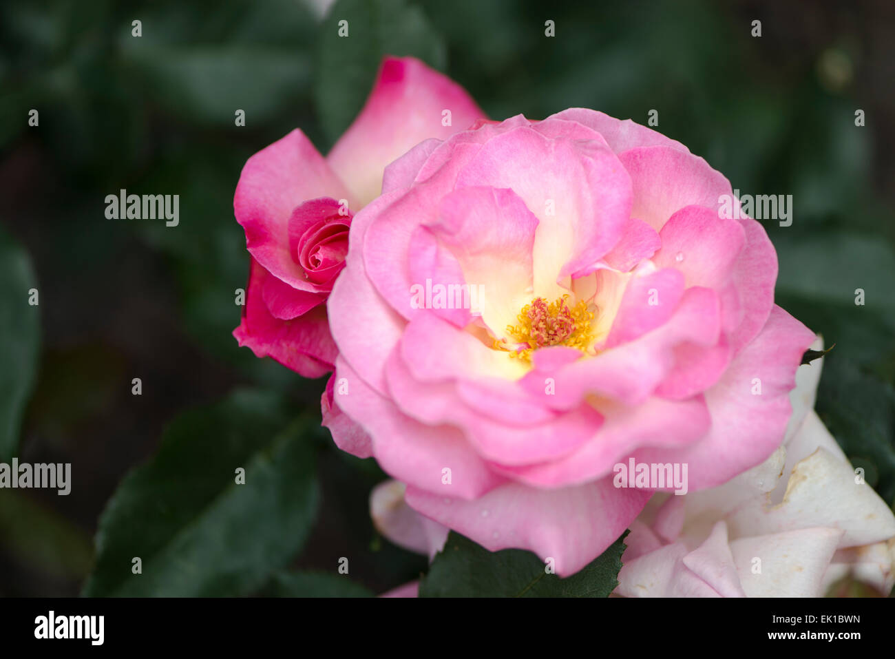 Rin japonais rose rose Banque D'Images