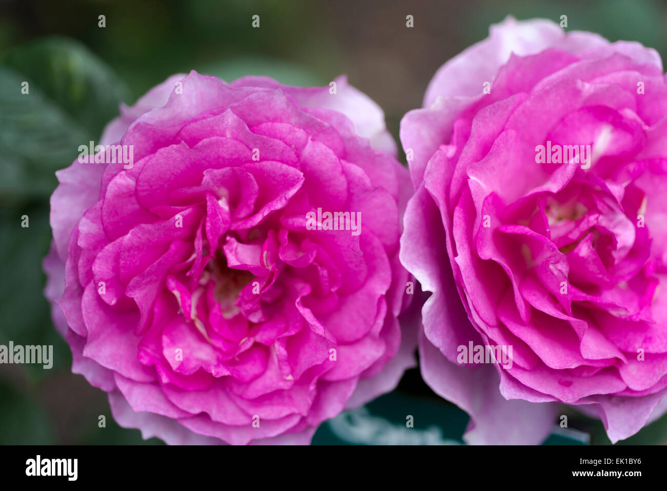 Pink rosa De Gordel Banque D'Images