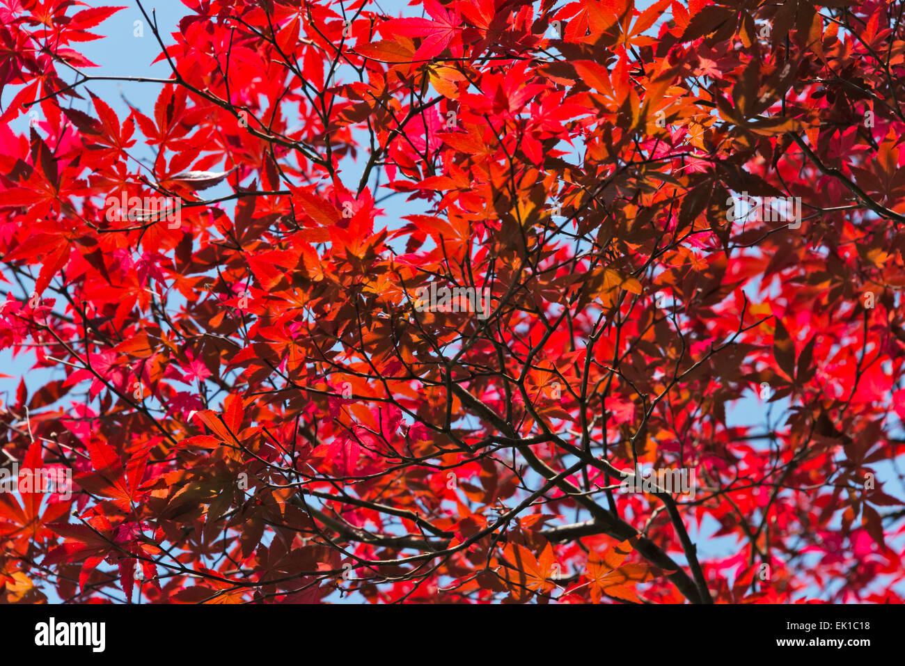 Érable à feuilles rouges, préfecture de Gifu, Japon Banque D'Images