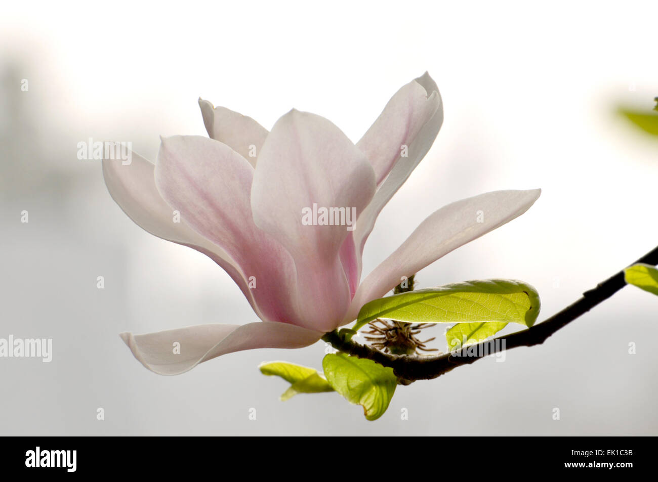 Fleur de magnolia Blossom Banque D'Images