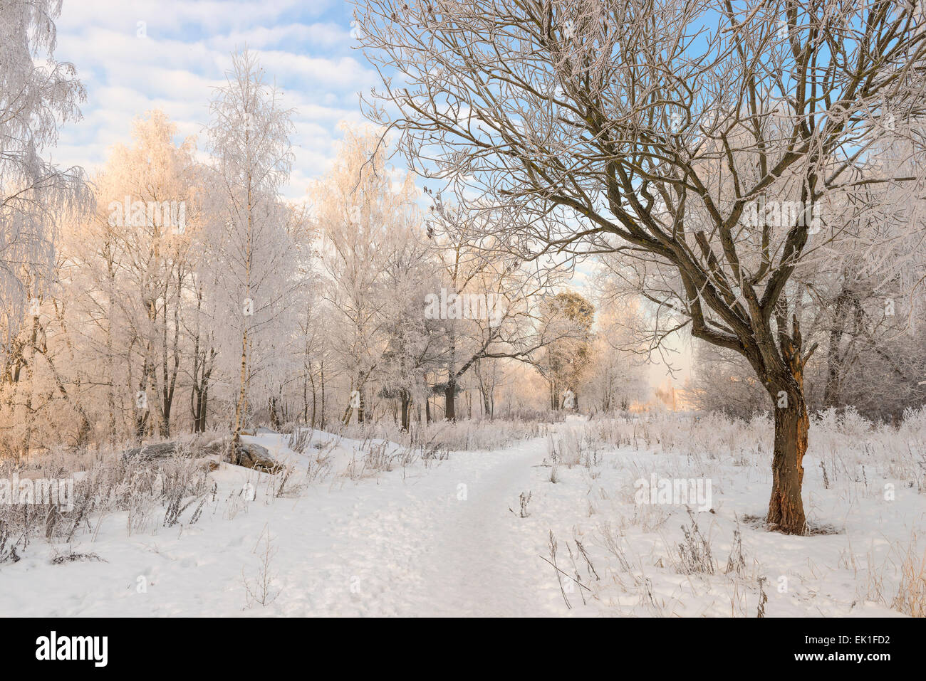 Paysage de forêt d'hiver par beau temps Banque D'Images