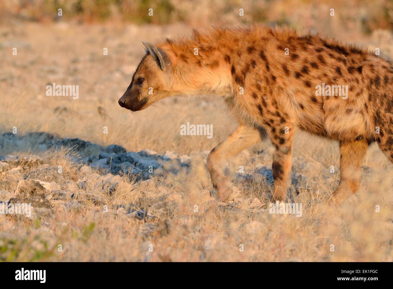 L'Hyène tachetée (Crocuta crocuta), la marche sur le sol rocheux, la fin de l'après-midi, Etosha National Park, Namibie, Afrique Banque D'Images