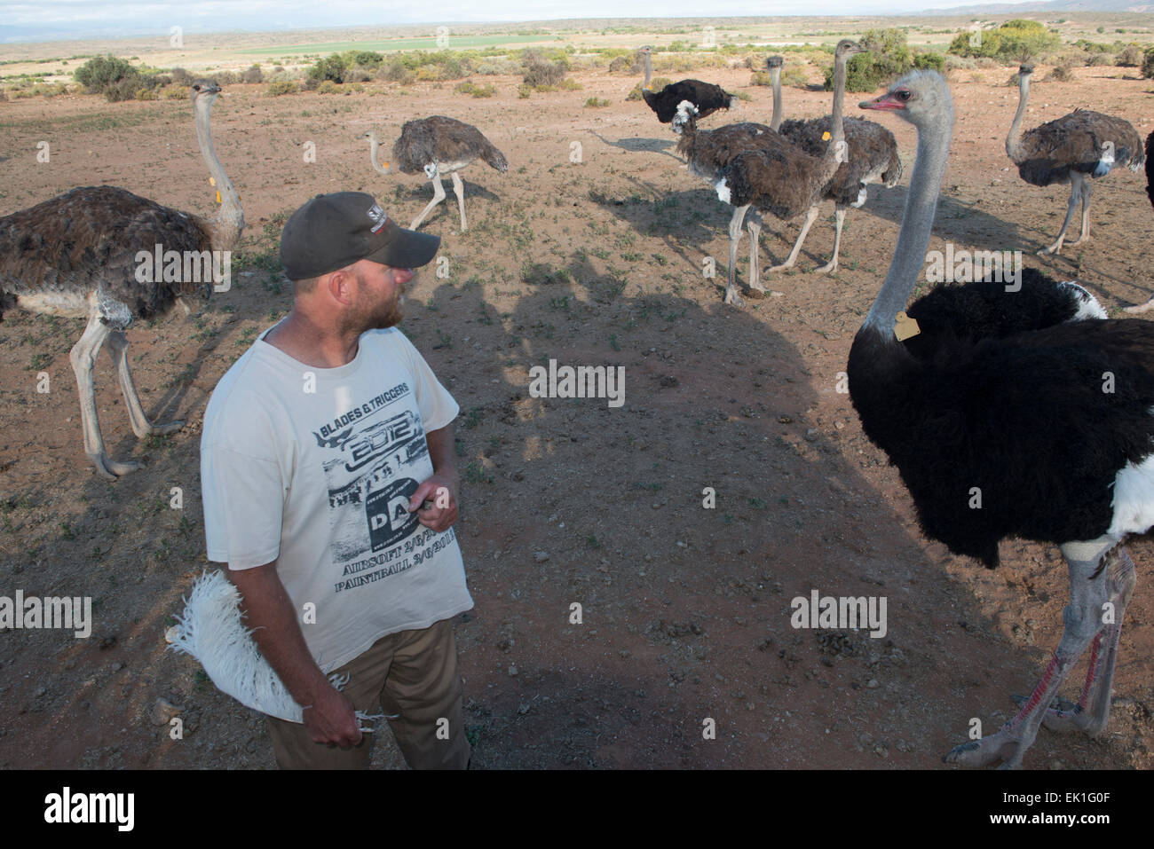 Agriculteur avec des autruches (Struthio camelus) sur une ferme commerciale à Oudtshoorn, Western Cape, Afrique du Sud Banque D'Images