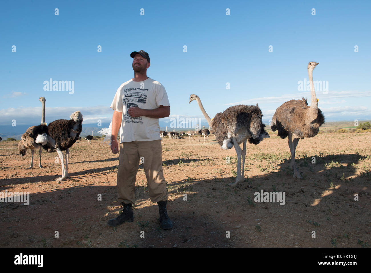 Agriculteur avec des autruches (Struthio camelus) sur une ferme commerciale à Oudtshoorn, Western Cape, Afrique du Sud Banque D'Images