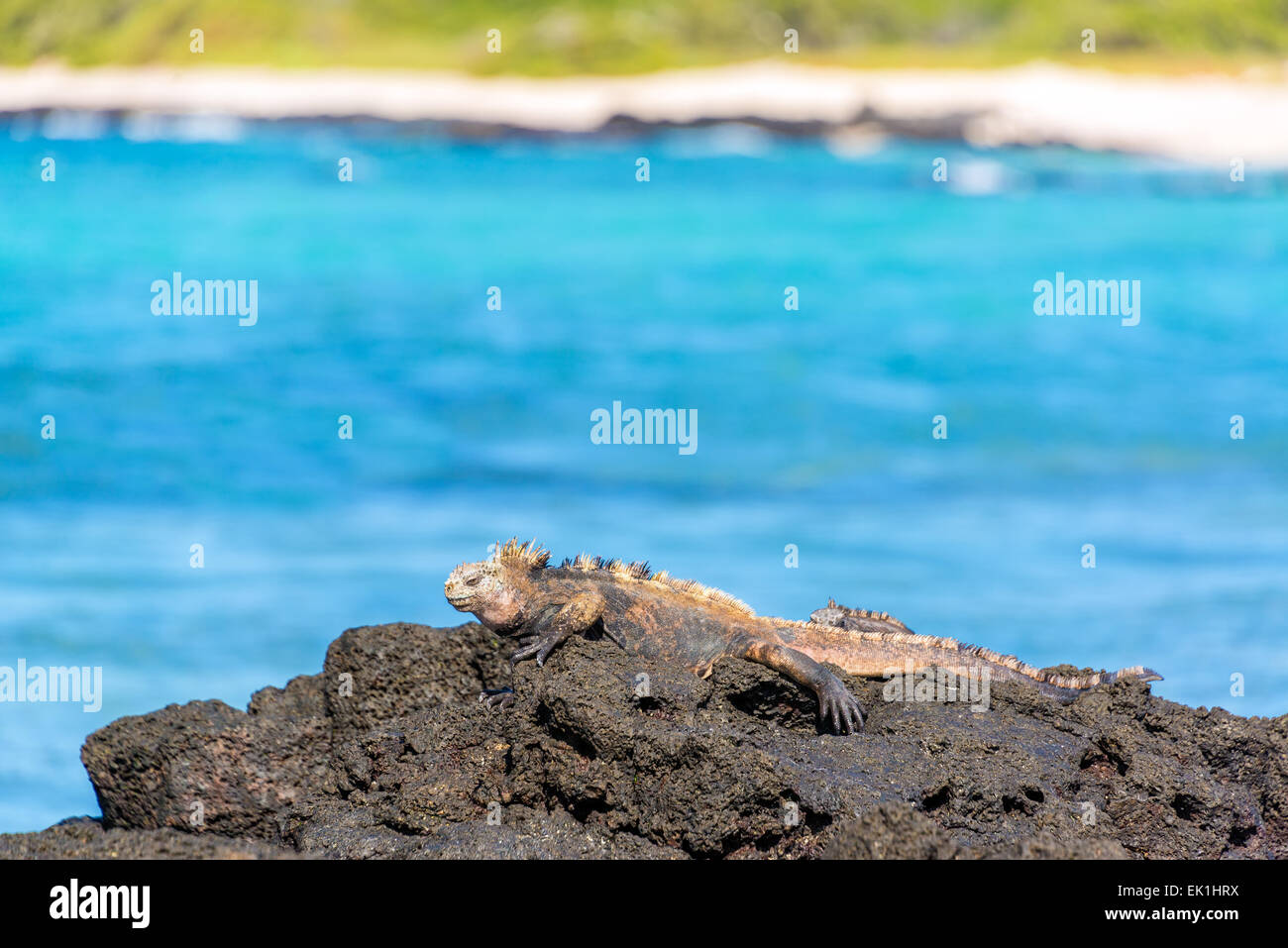Iguane marin reposant sur les roches volcaniques sur l'île de Santa Cruz dans les îles Galapagos en Équateur Banque D'Images