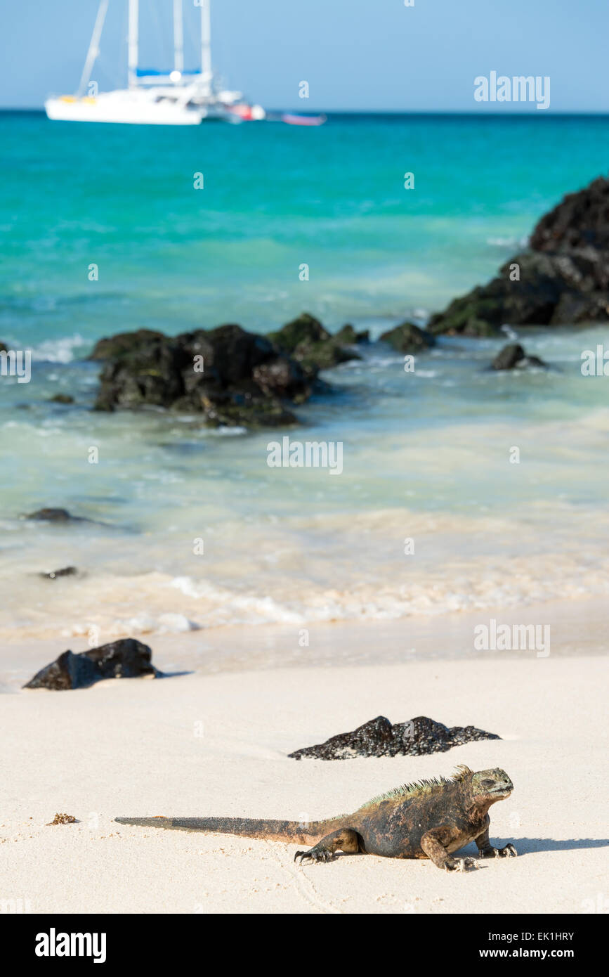Iguane marin détente sur une plage de Santa Cruz, dans les îles Galapagos en Équateur en Banque D'Images