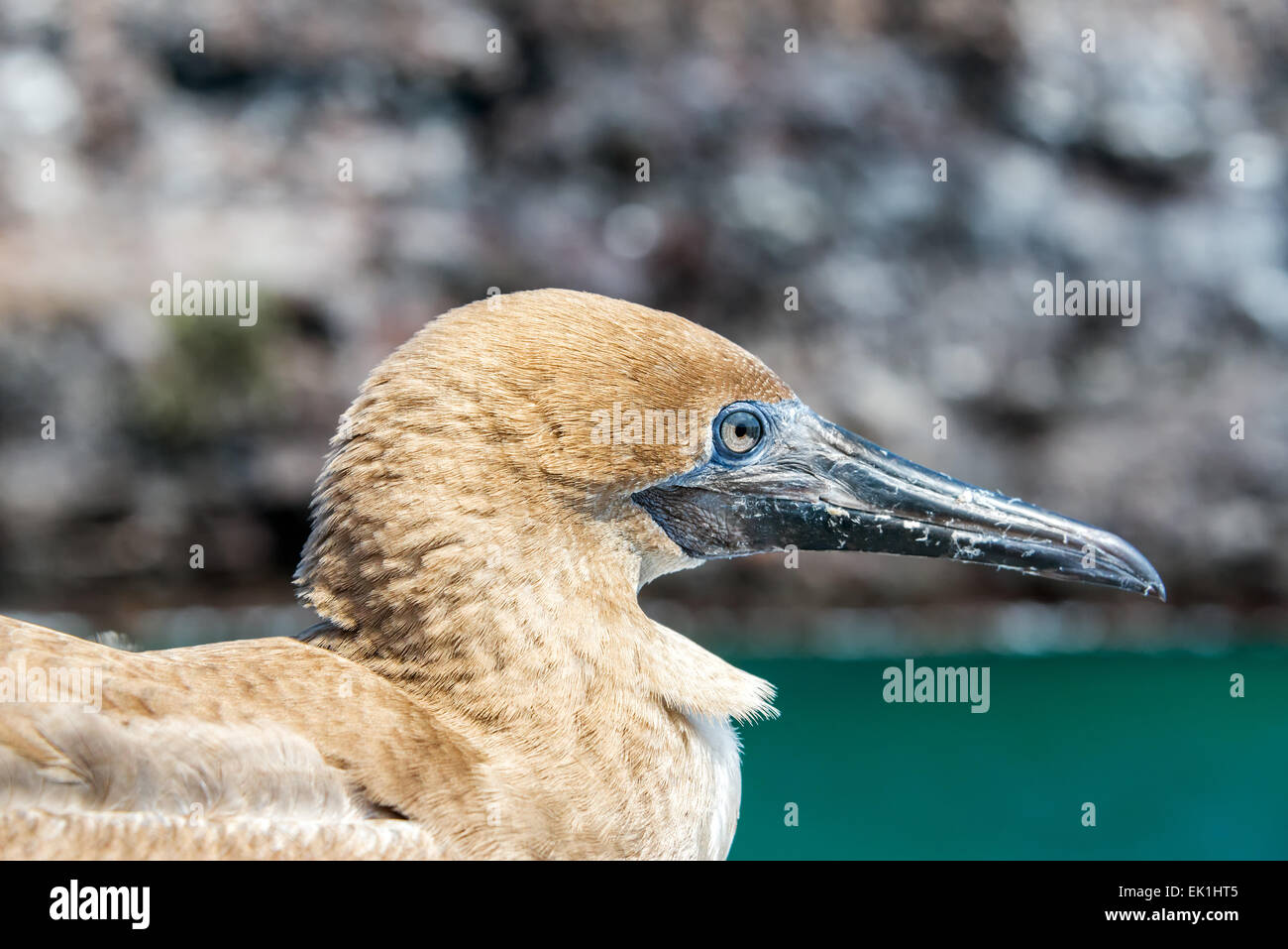 Vue rapprochée de la face d'un rouge juvénile pieds rouges sur l'île de Genovesa aux Îles Galapagos en Équateur Banque D'Images