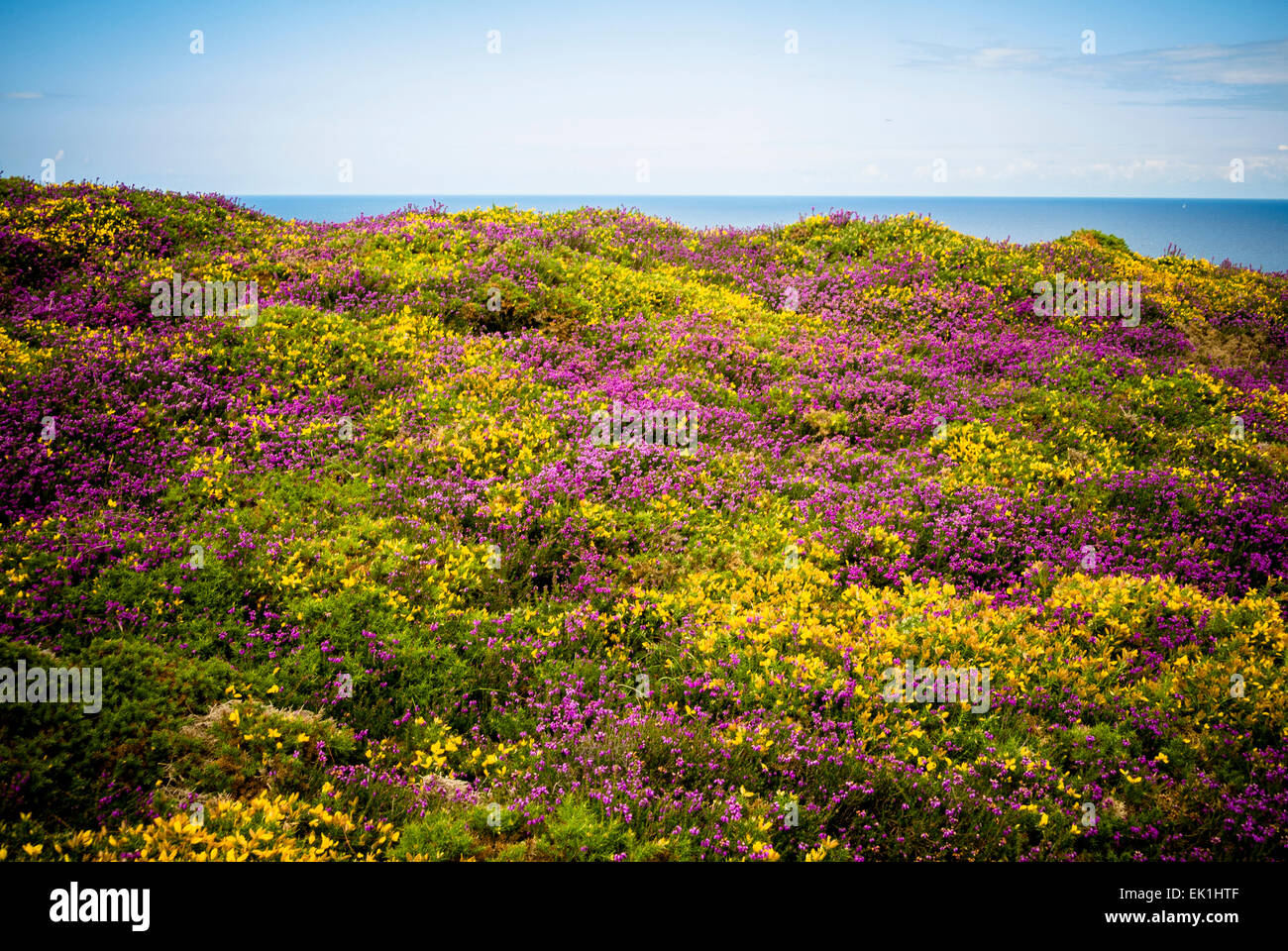 Sur la côte des fleurs Banque D'Images