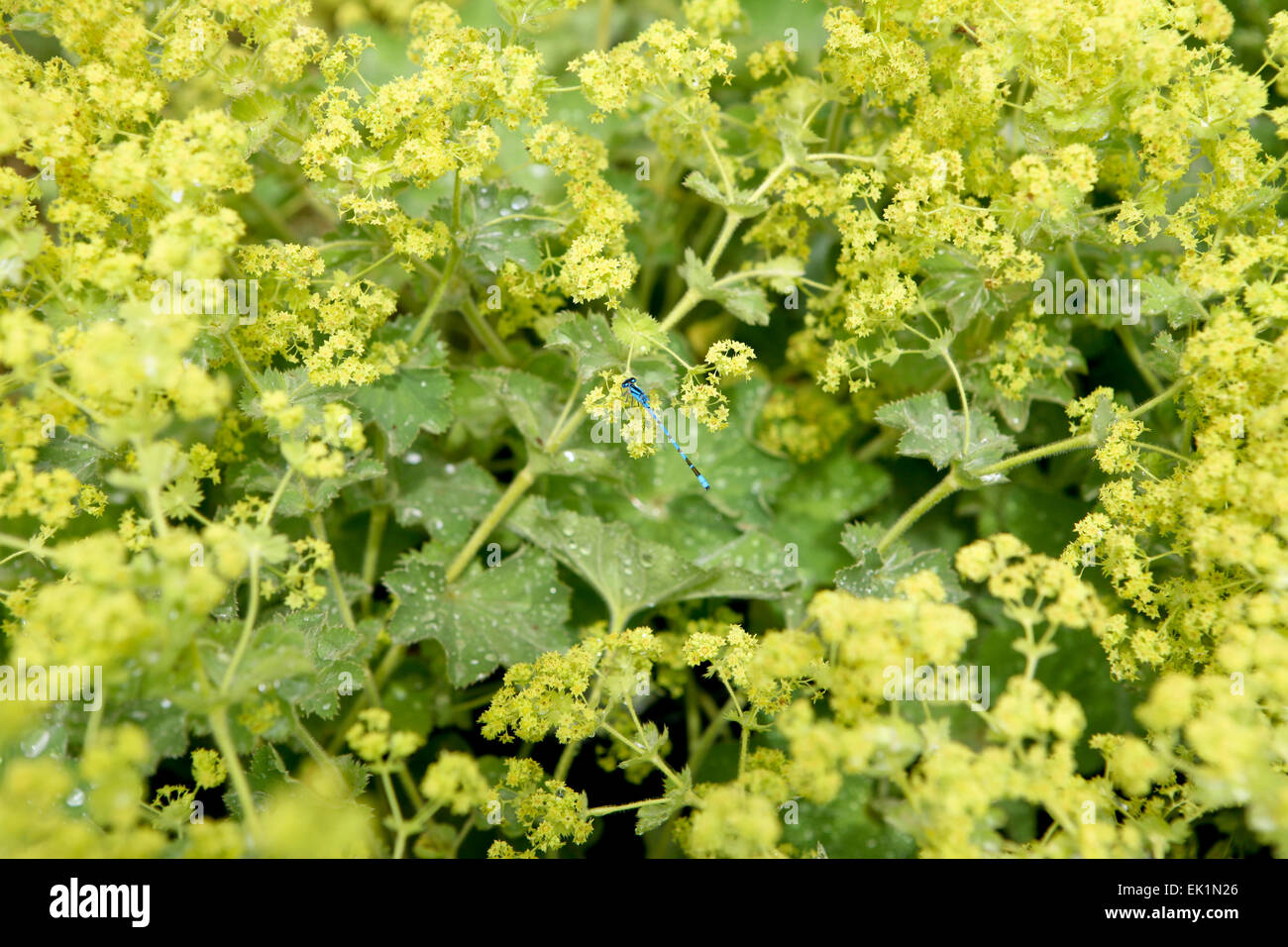 Alchemilla mollis Banque D'Images