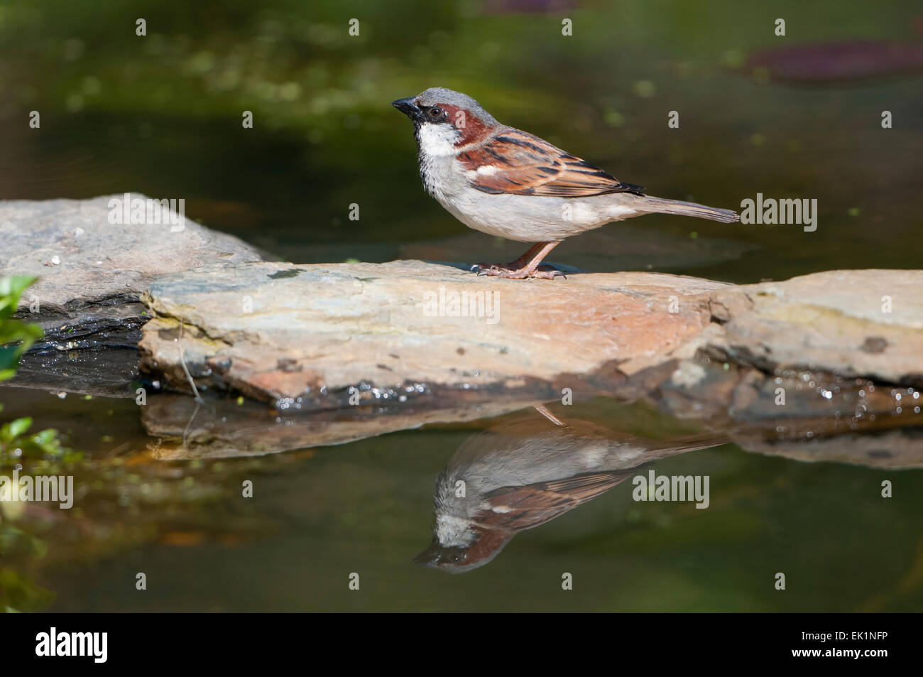 Un mâle Moineau domestique (Passer domesticus) visite un étang de jardin sur une journée ensoleillée, reflétée dans l'eau. Hastings, East Sussex, UK Banque D'Images