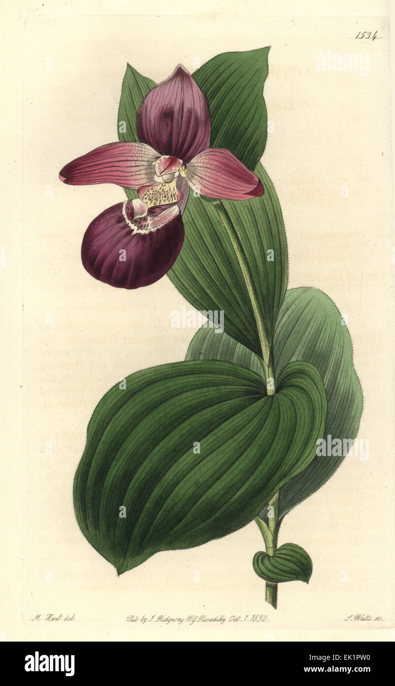 Grande fleur cypripedium ou grande fleur Lady's Slipper orchid, Cypripedium macranthos. Banque D'Images