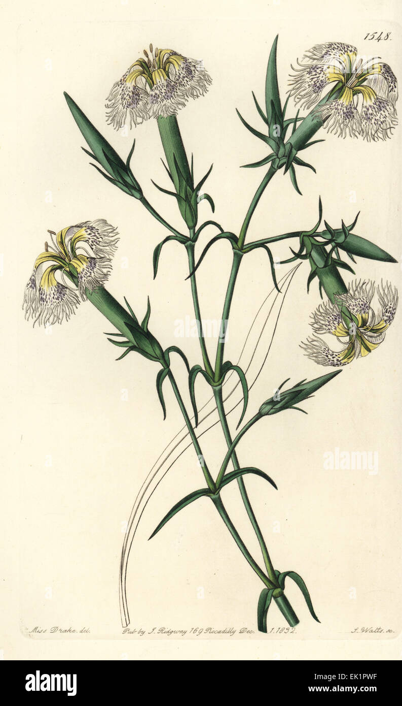 De rose le Liban, Dianthus libanotis. Les espèces en voie de disparition. Banque D'Images