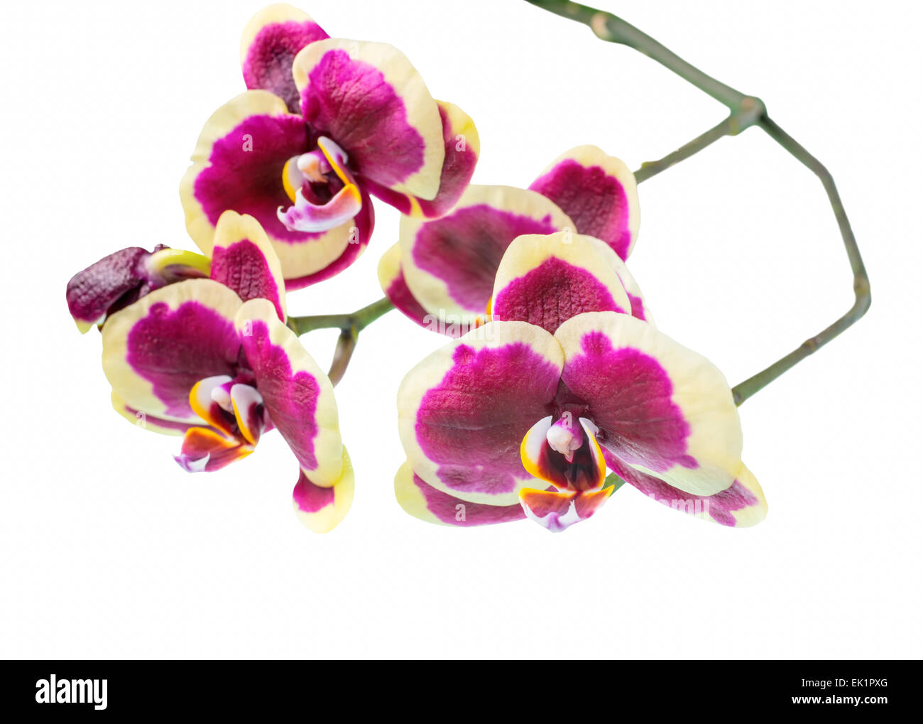 Direction générale de belles fleurs orchidée Phalaenopsis mauve foncé, avec jante jaune est isolé sur fond blanc, gros plan Banque D'Images