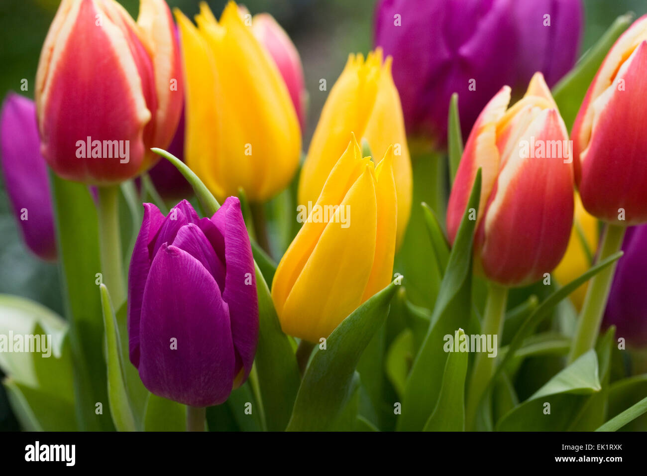 Un bouquet de tulipes colorées mélangées. Banque D'Images