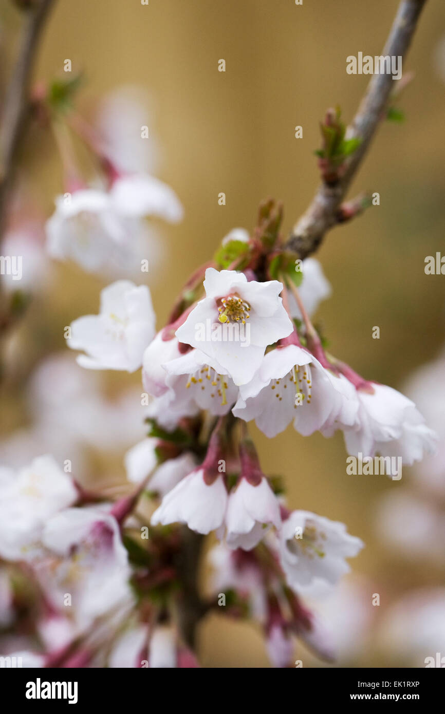 Prunus incisa 'Kojo-no-mai' Blossom. Fuji cerisier. Banque D'Images