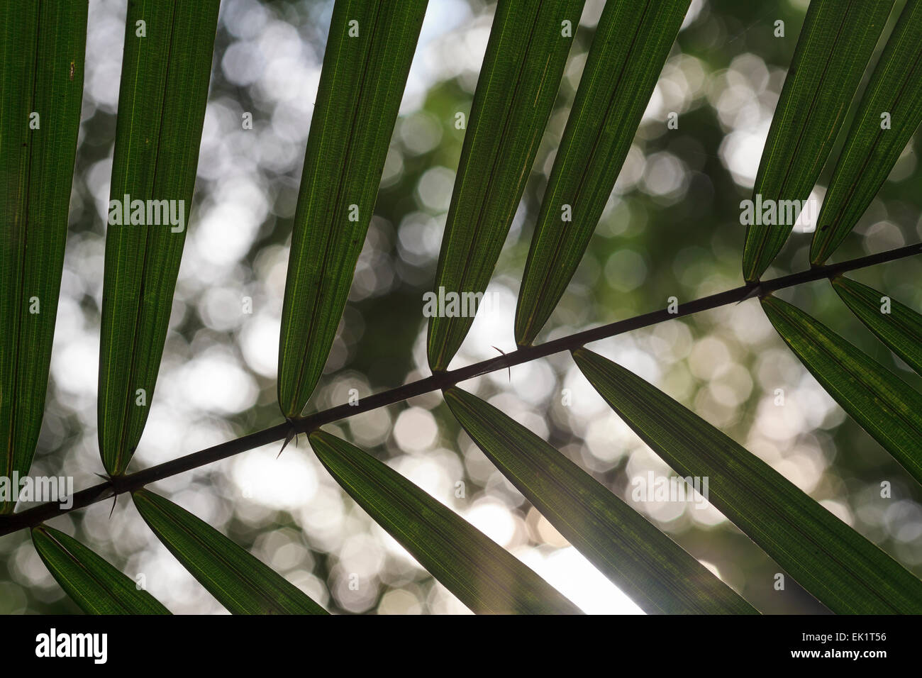 Soleil qui brille à travers les feuilles de palmier. Le Parc National de Cat Tien. Le Vietnam. Banque D'Images