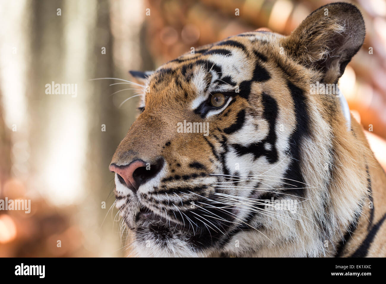 Tête de tigre close-up Banque D'Images