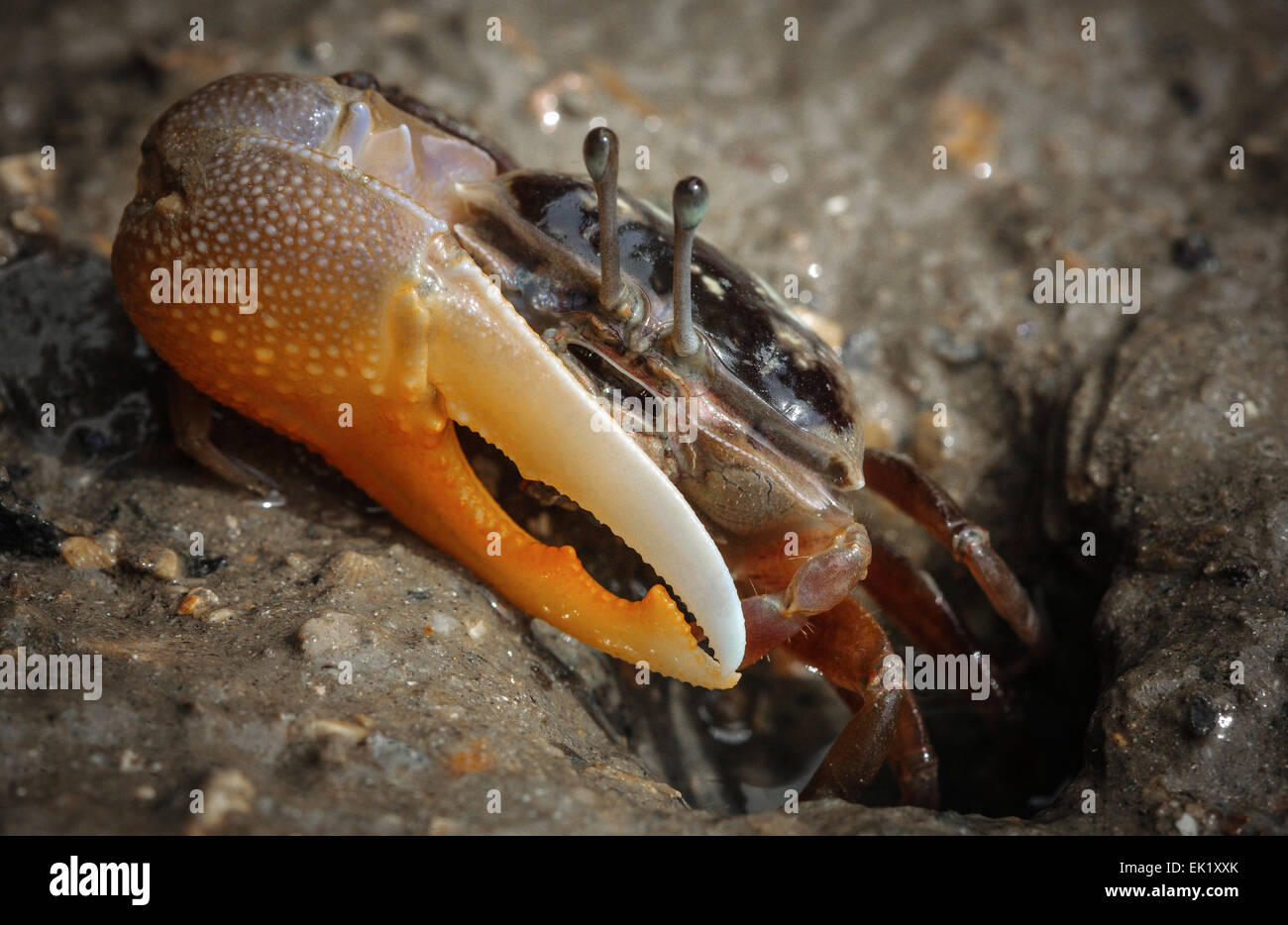 Grande griffe crabe photo gros plan Banque D'Images