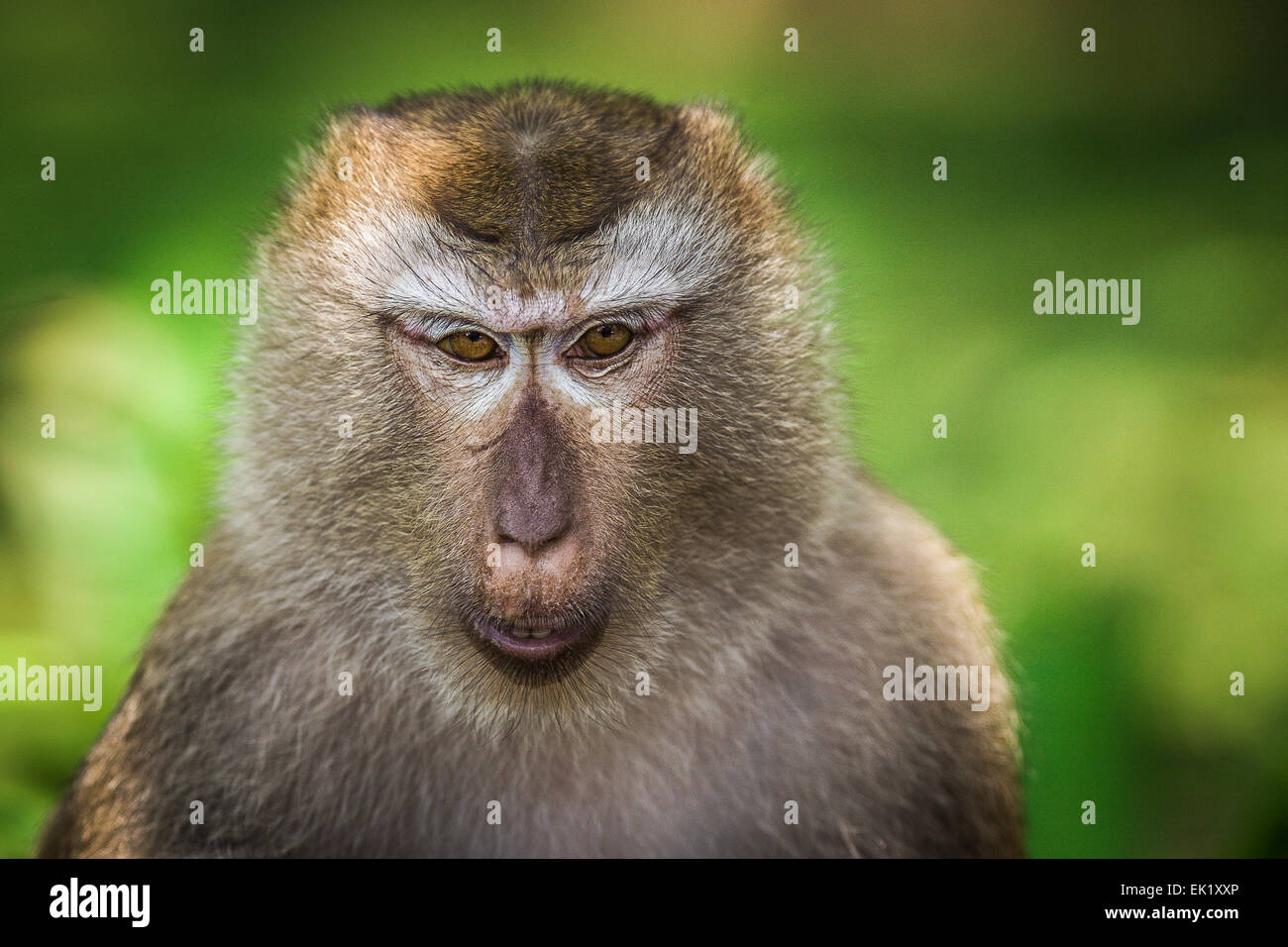 Monkey closeup portrait Banque D'Images