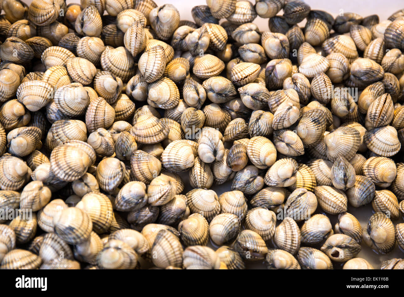 Marché de Fruits de mer décroche à Trouville sur Mer, dans le Nord de