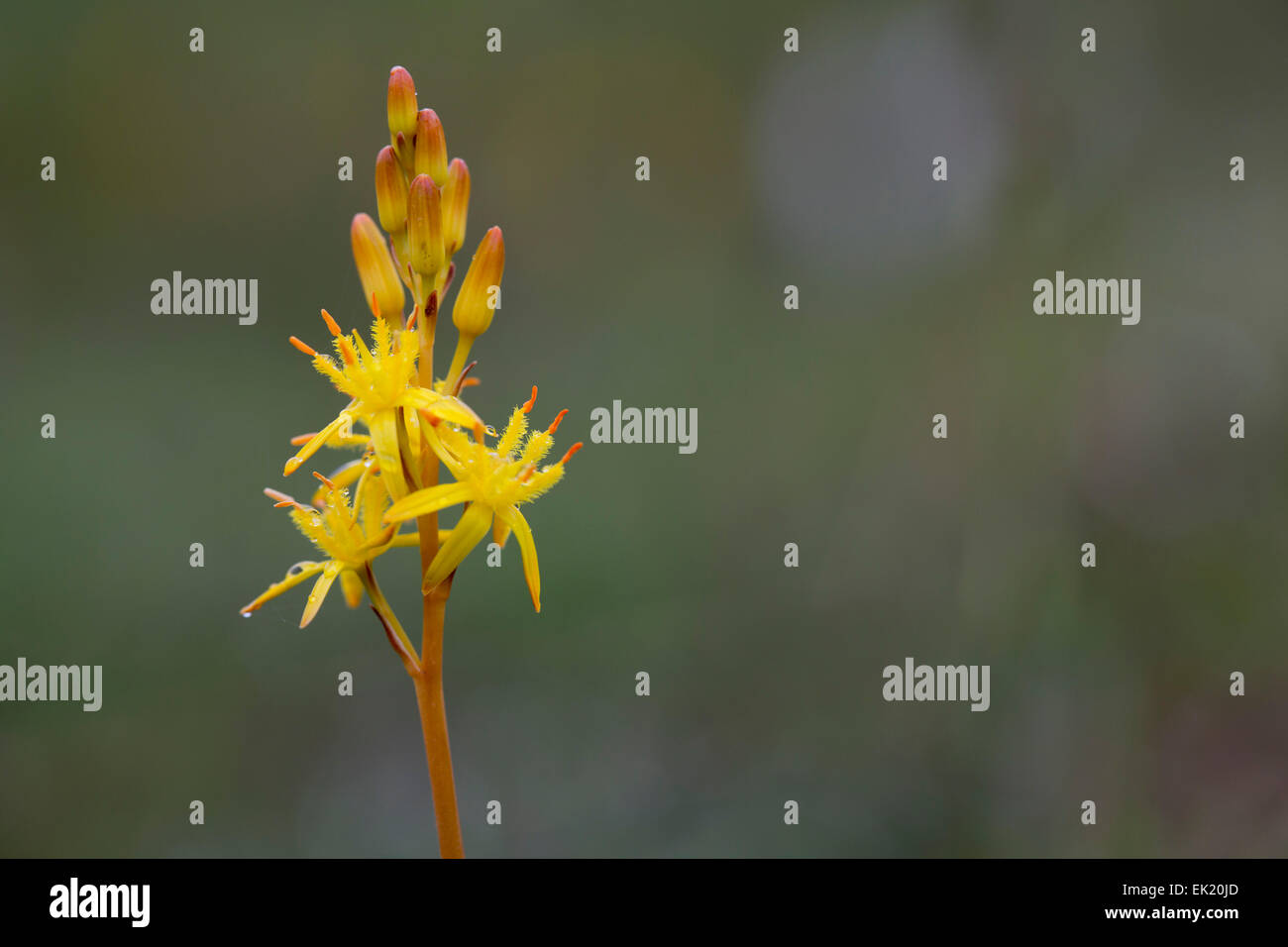 Bog Asphodel ; Narthecium ossifagum ; Fleur ; été ; UK Banque D'Images