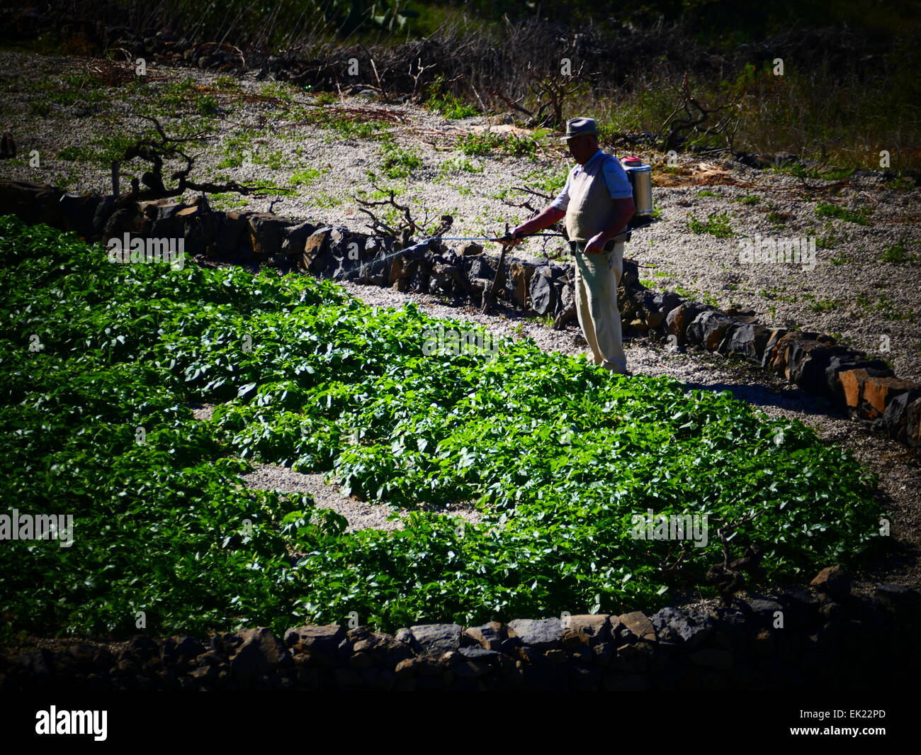 Farmer la pulvérisation de pesticides sur les champs de légumes de l'île de Tenerife Îles Canaries Espagne Banque D'Images