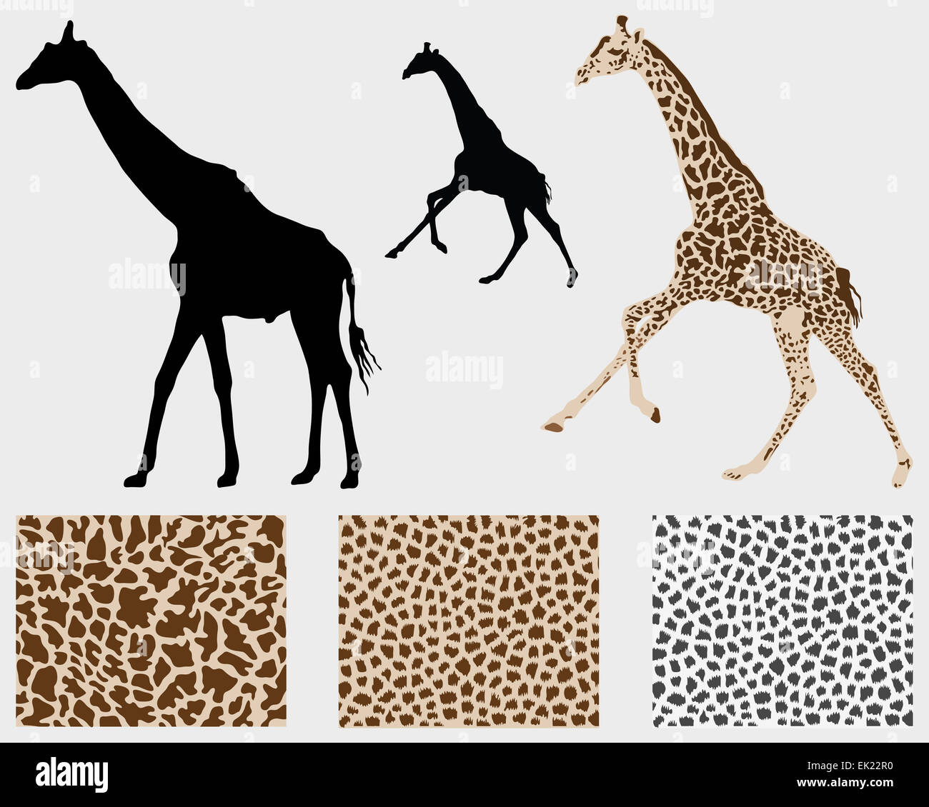 girafes Banque D'Images
