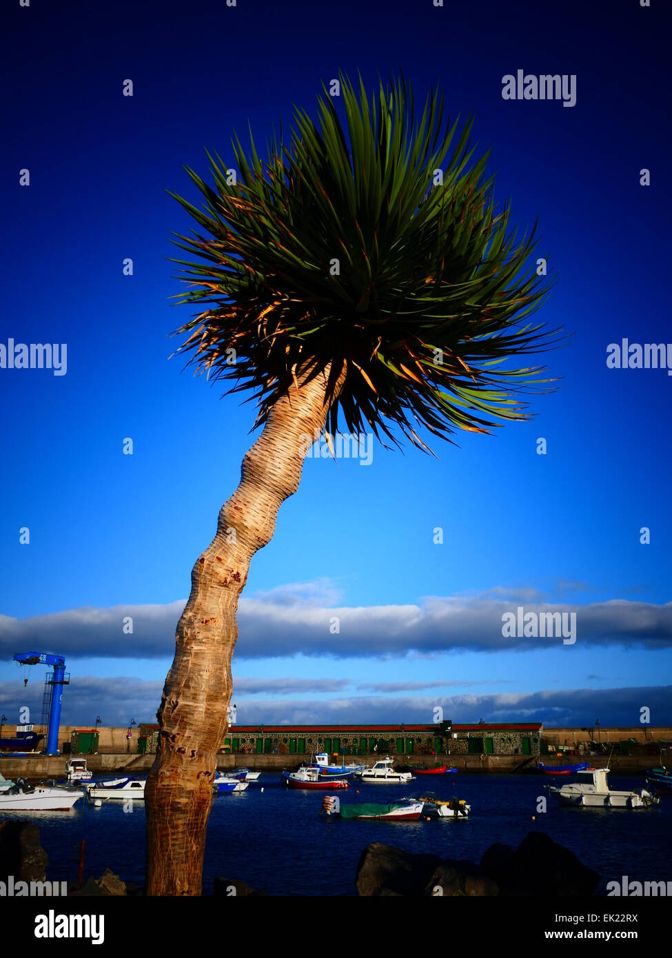 Palm tree against blue sky Beach sur la côte sud de l'île de Tenerife Îles Canaries Espagne Banque D'Images