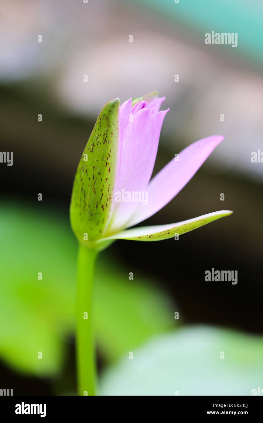 De belles fleurs en Thaïlande à Koh Samui photographié close-up Banque D'Images