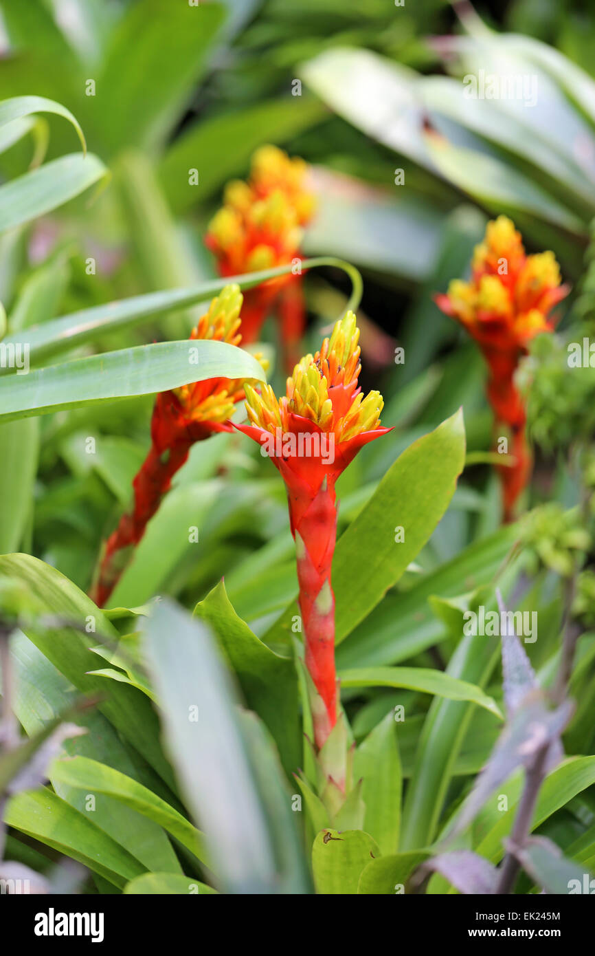 De belles fleurs en Thaïlande à Koh Samui photographié close-up Banque D'Images