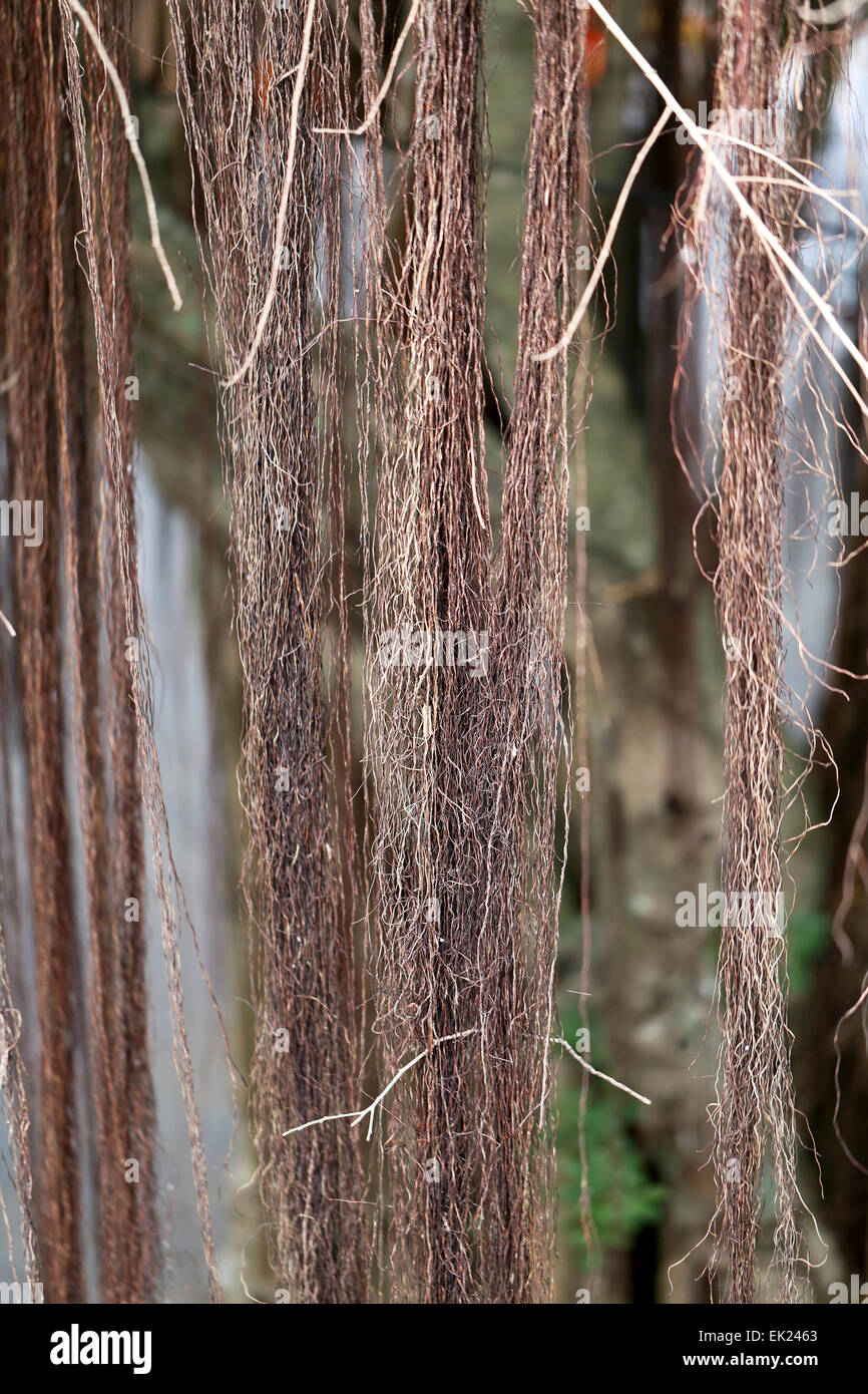 Belles racines et plantes grimpantes plantes photographiées close-up Banque D'Images