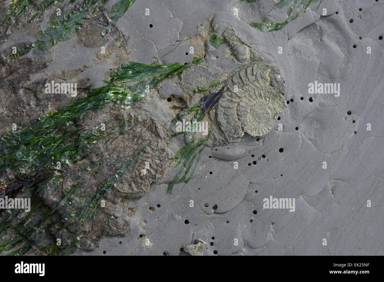 Fossiles d'ammonites en rocher sur la plage à Charmouth, Dorset, UK Banque D'Images