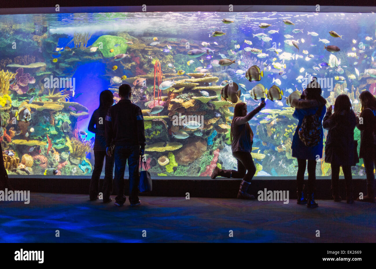 Canada,Ontario,Toronto,Ripley's Aquarium du Canada, les gens de l'affichage d'un écran Banque D'Images