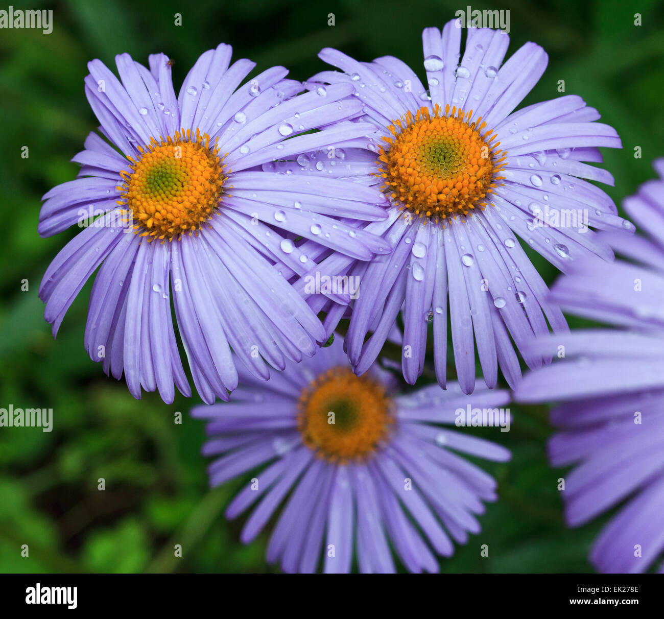 Marguerites violet dans jardin Banque D'Images