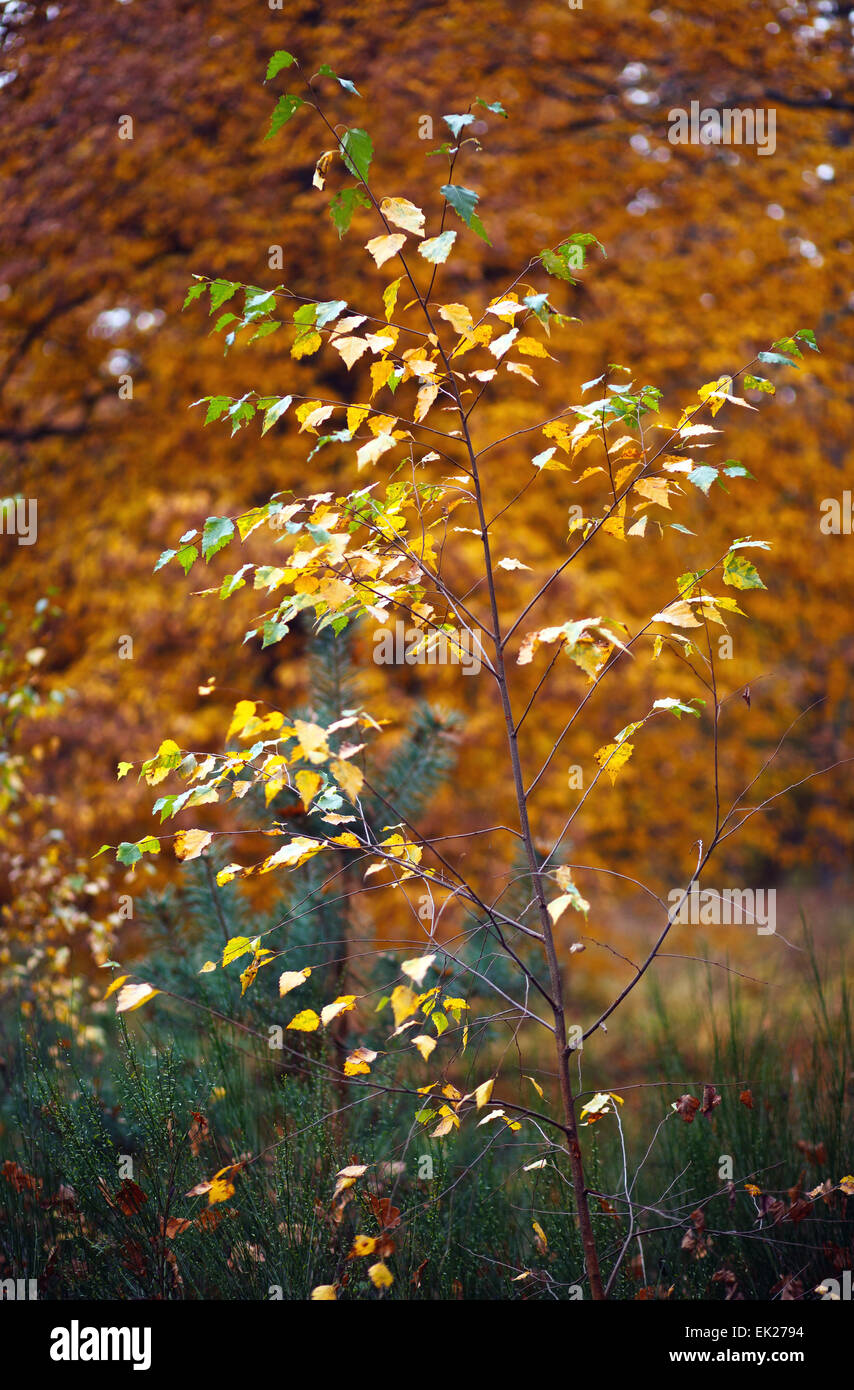 Les jeunes arbres de bouleau Banque D'Images