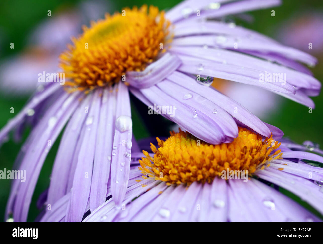 Marguerites violet avec des gouttes de pluie Banque D'Images