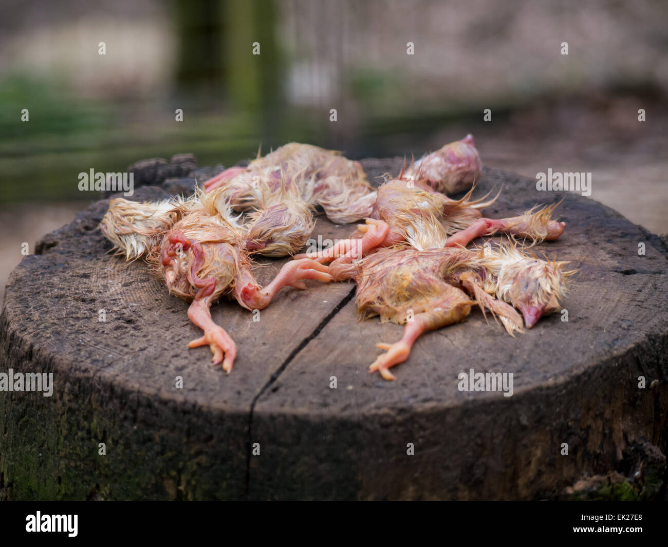 Les poussins morts mis à un oiseau de proie en captivité à manger. Banque D'Images