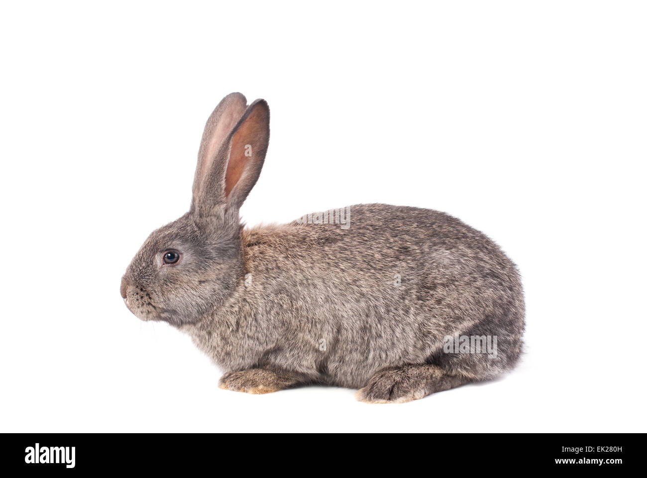 Lapin Gris sur fond blanc. Banque D'Images