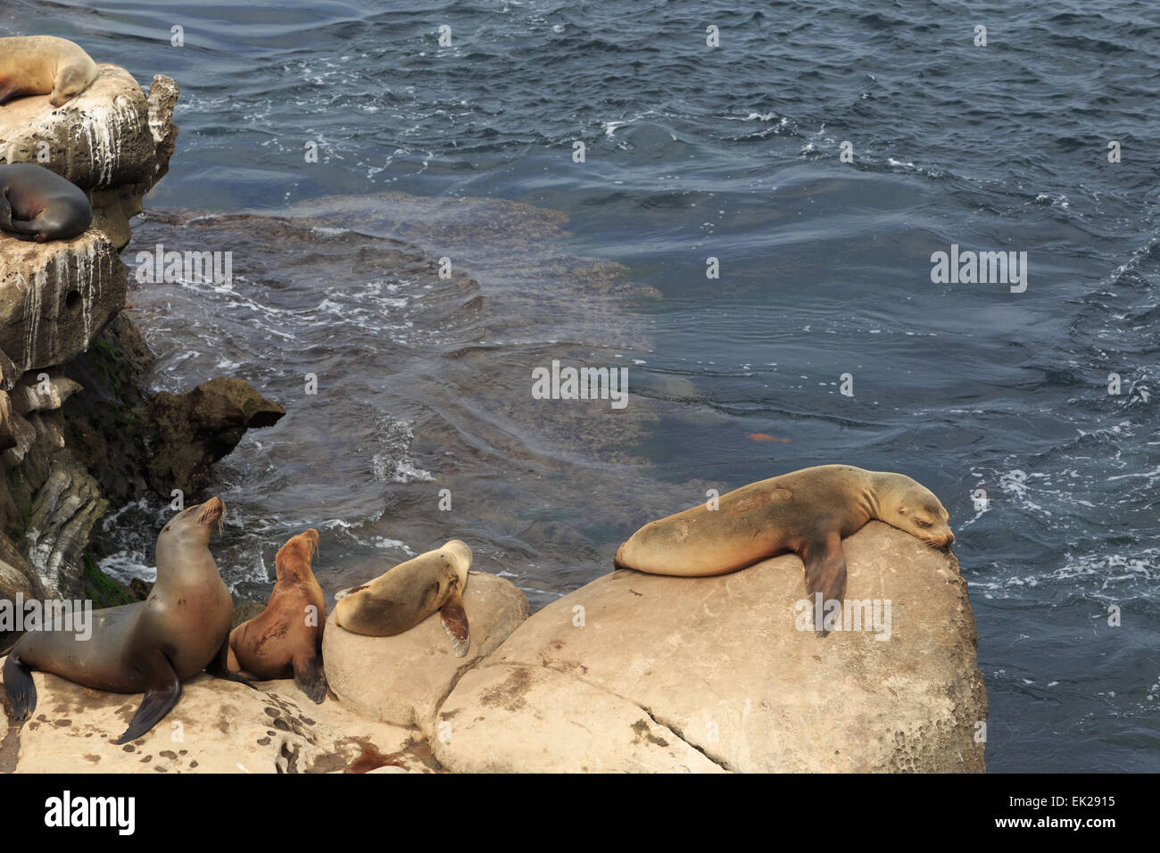 Une photo de quelques lions de mer à La Jolla Cove à San Diego. La Jolla Cove est une petite crique pittoresque et de la plage. Banque D'Images