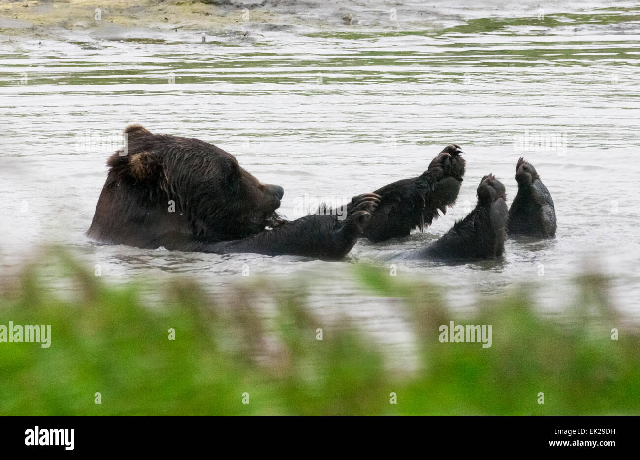 Ours brun jouant dans l'eau, Alaska, USA Banque D'Images