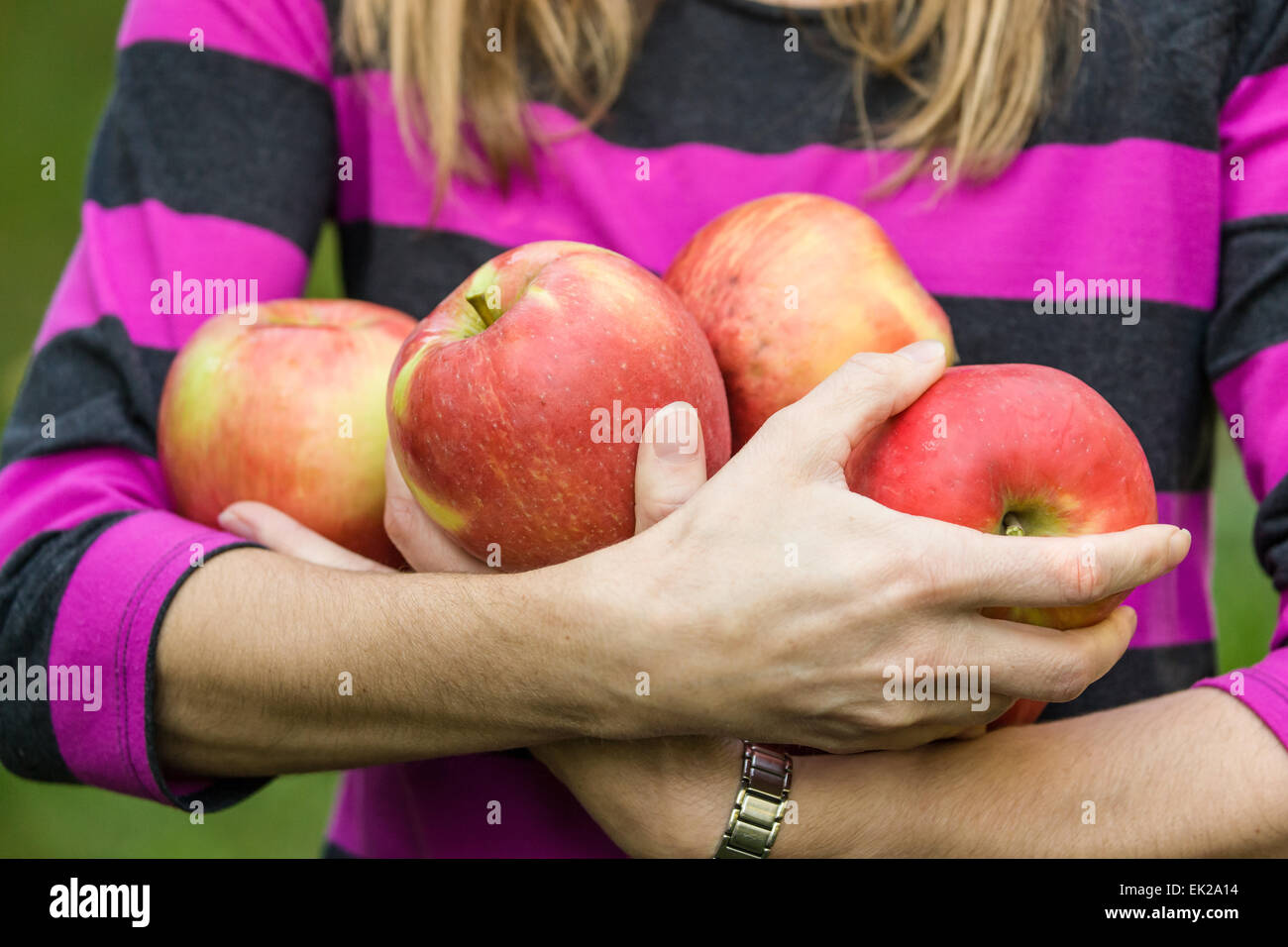 Woman holding freshly picked Pommes Honeycrisp à Draper filles pays ferme près de Hood River, Oregon, USA. Banque D'Images