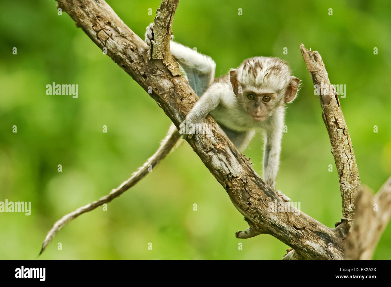 Bébé singe escalade un arbre à très curieux, dans le cratère du Ngorongoro, en Tanzanie, l'Afrique Banque D'Images