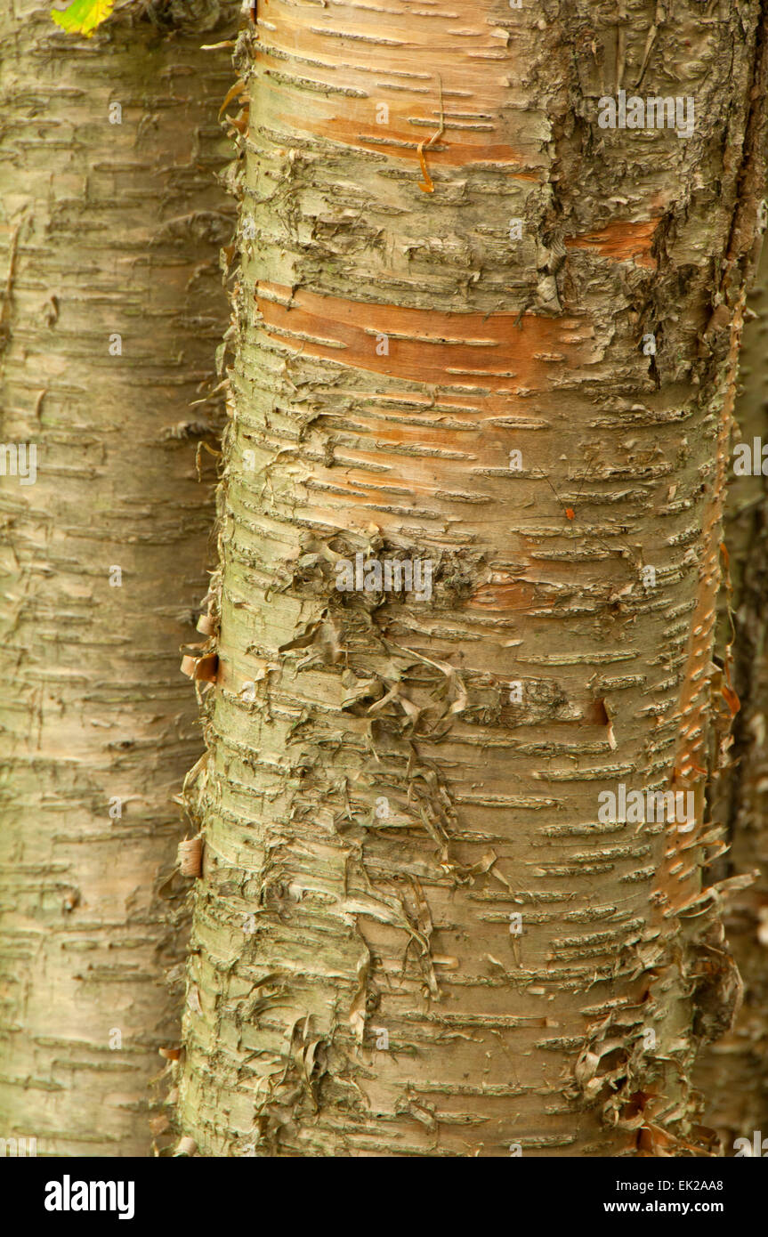 Tronc de bouleau le long de la route du patrimoine du canal East, Lock 12, le parc historique du Canal East Greenway, Cheshire, Connecticut Banque D'Images