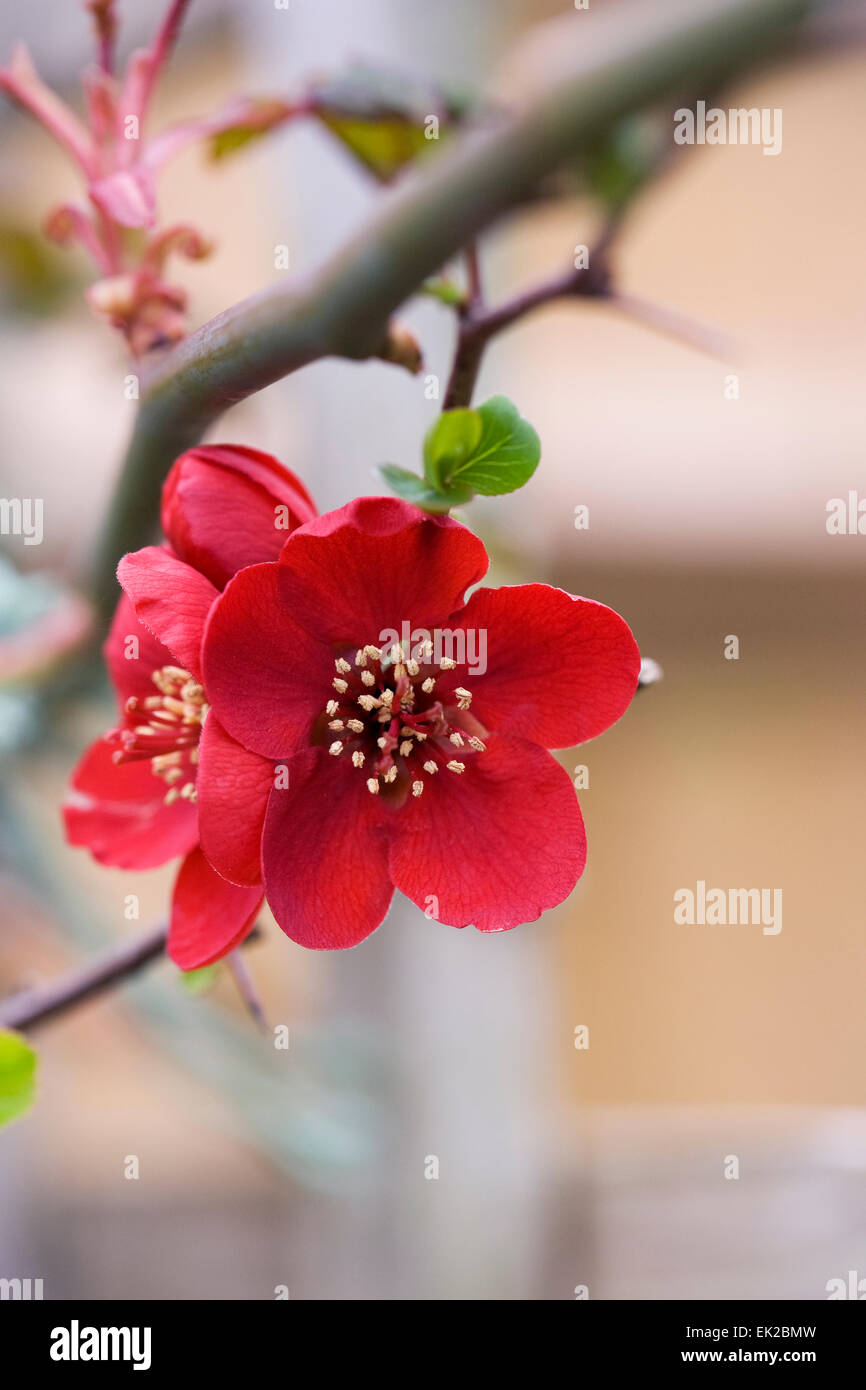 Chaenomeles plantés contre un treillis en bois. Banque D'Images