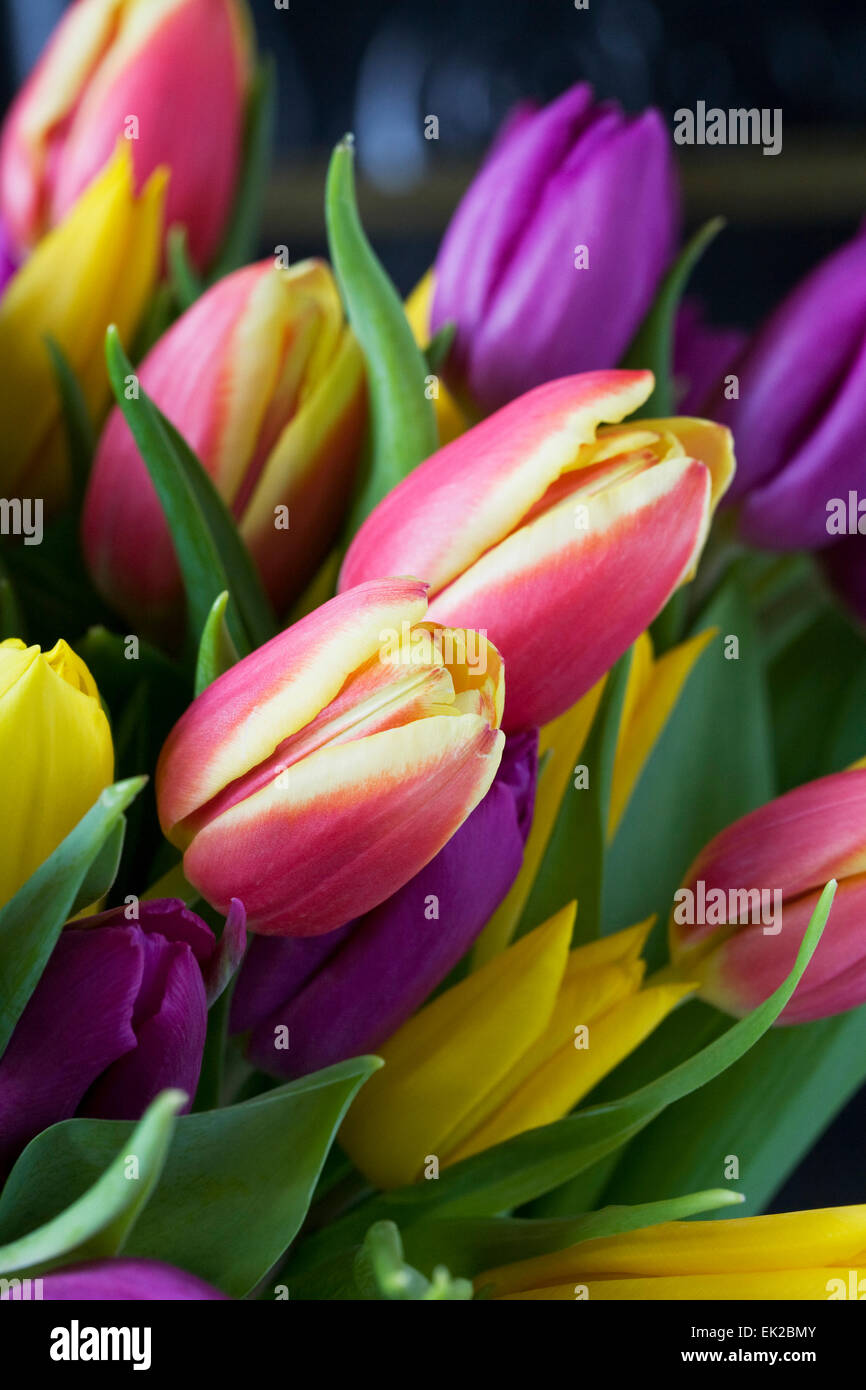 Un bouquet de tulipes colorées mélangées. Banque D'Images