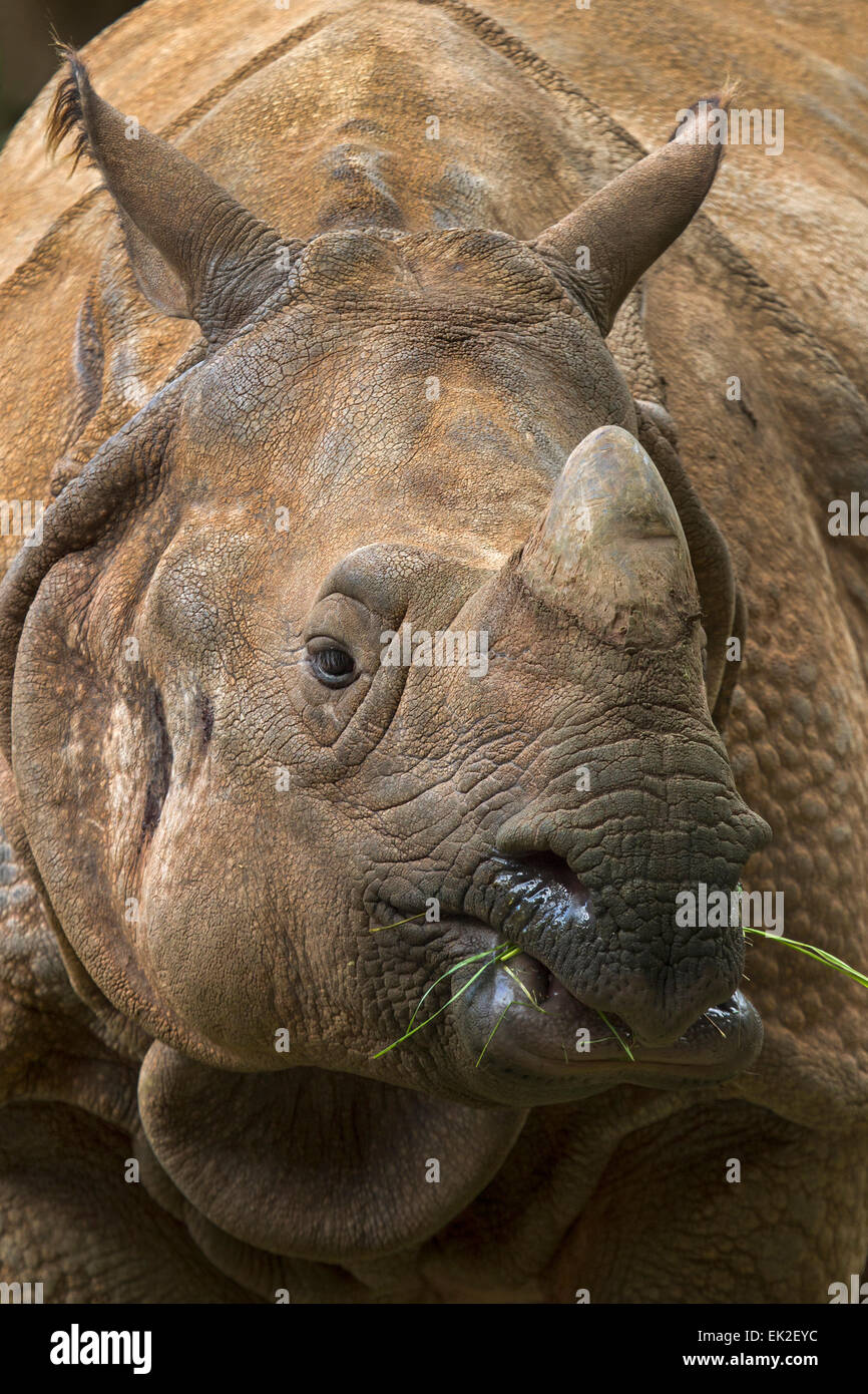 Rhinocéros indien, portrait / Rhinoceros unicornis Banque D'Images