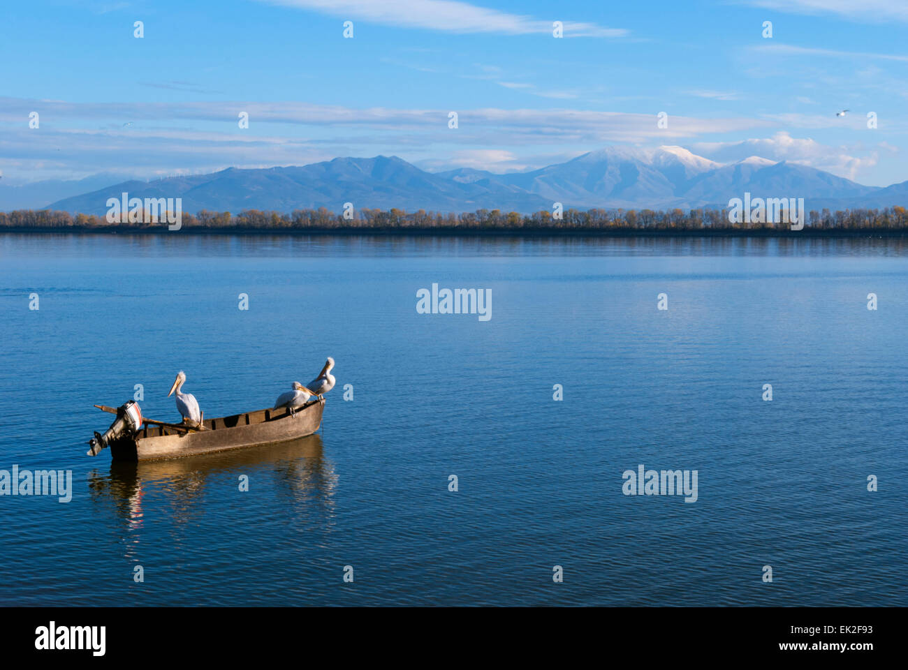 Un bateau de pêche avec des pélicans se percher dans le lac Kerkini Grèce Banque D'Images