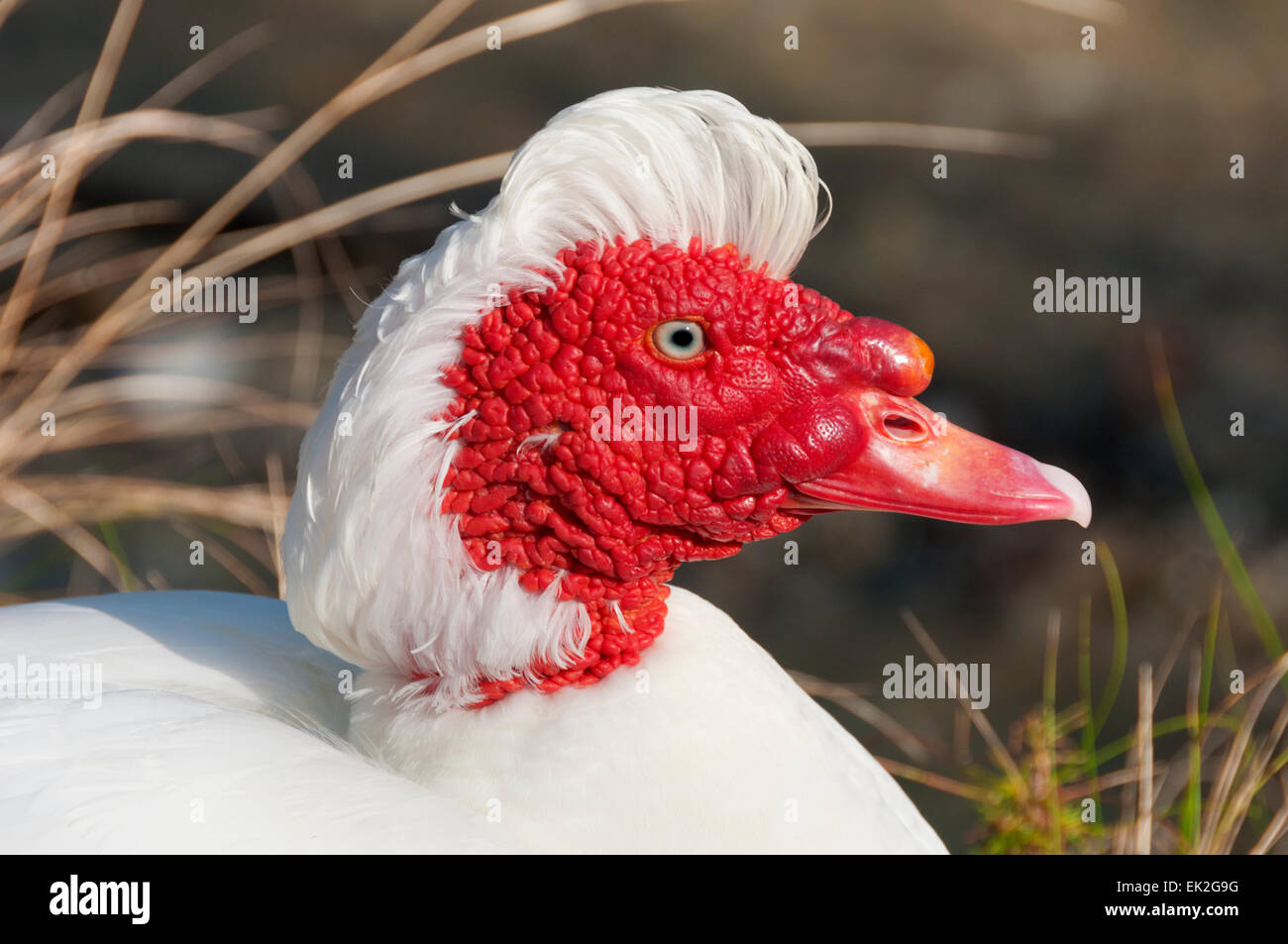 Une tête de canard de Barbarie blanc close-up Banque D'Images